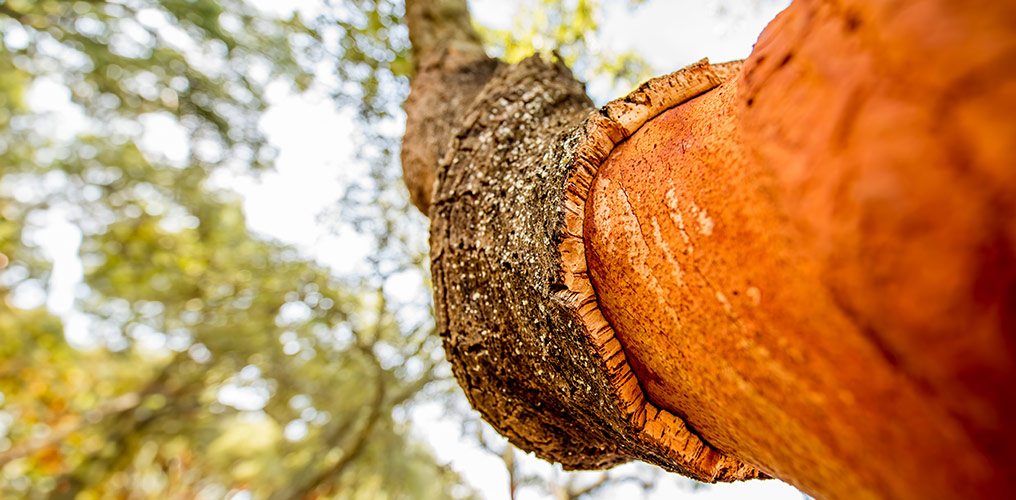 Kůra korkov&eacute;ho dubu